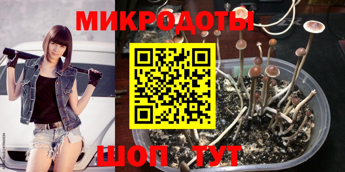 Галлюциногенные грибы Psilocybe Красноармейск