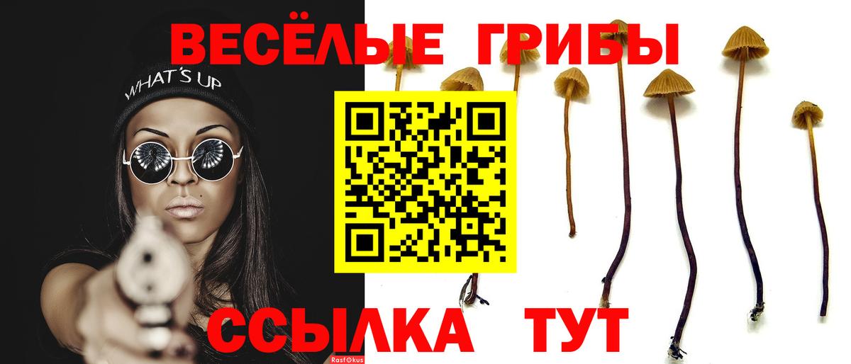 Красноармейск  Псилоцибиновые грибы Psilocybe  Вход с VPN 